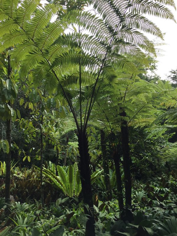 árbol, bosque, rama, planta, hoja, flor