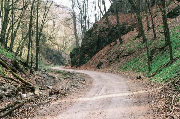 árbol,naturaleza,camino,la carretera,bosque,desierto