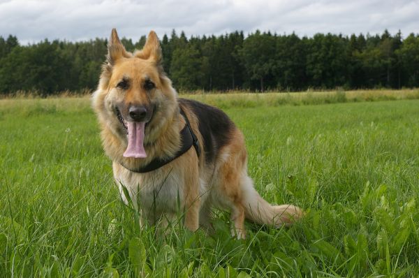 gras,hond,zoogdier,Duitse herder,gazon,opleiding