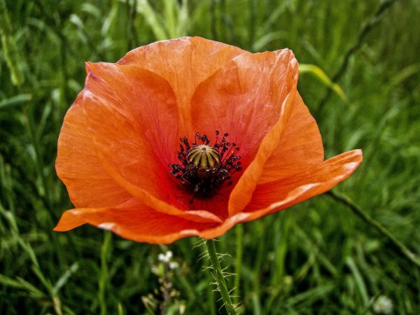 natuur, gras, buitenshuis, bloesem, fabriek, veld-