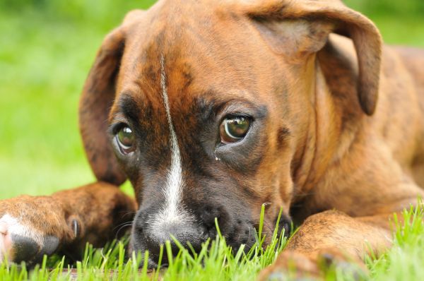 puppy,hond,huisdier,zoogdier,vriend,bokser