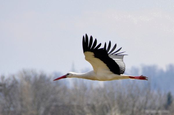 vták,krídlo,lietať,zobák,let,fauna