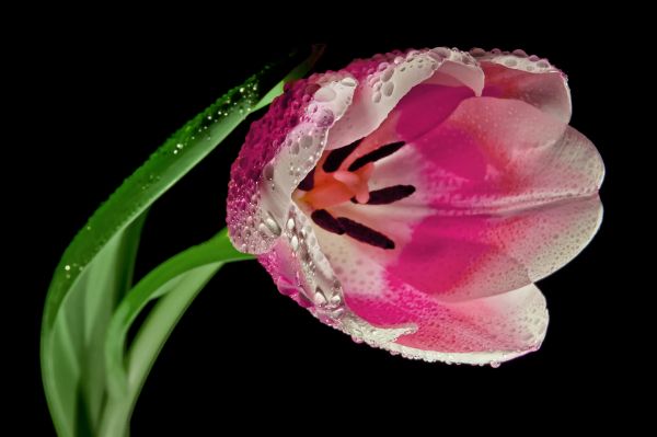 bloesem,fabriek,bloem,bloeien,fotografie,bloemblad