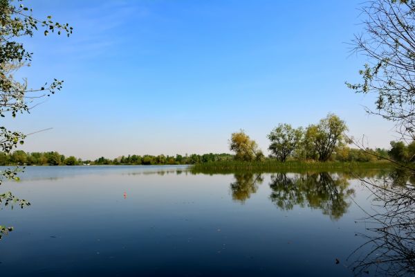 træ,vand,natur,marsk,ødemark,himmel