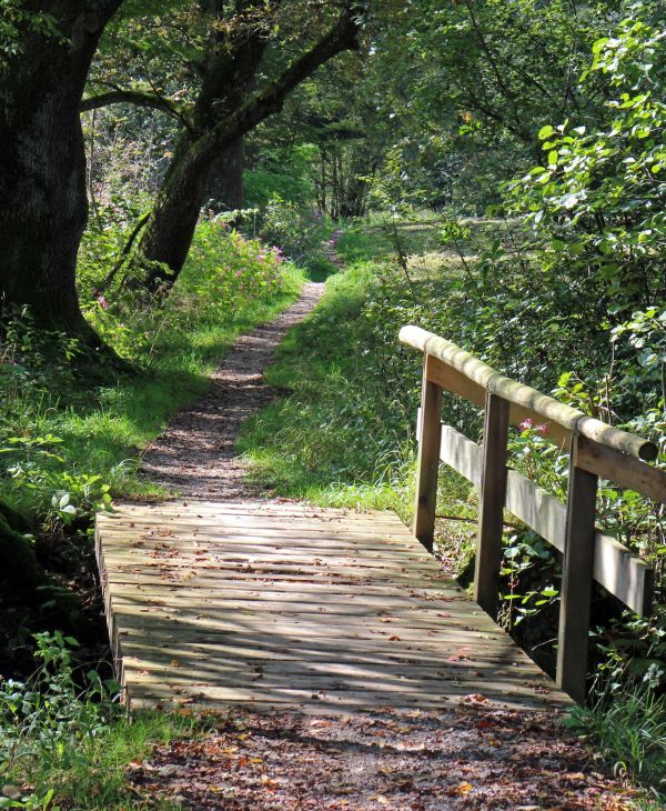 acqua, natura, erba, passerella, albero, foresta