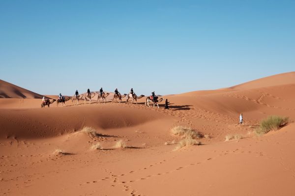 Landschaft,Sand,Himmel,Wüste,Düne,Tier