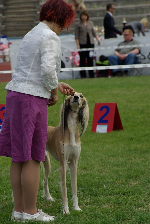 perro,animal,mamífero,sabueso,Deportes,lebrel