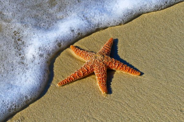 beach,coast,water,nature,sand,shore