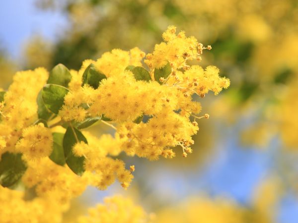 árbol,rama,flor,planta,Fruta,luz de sol