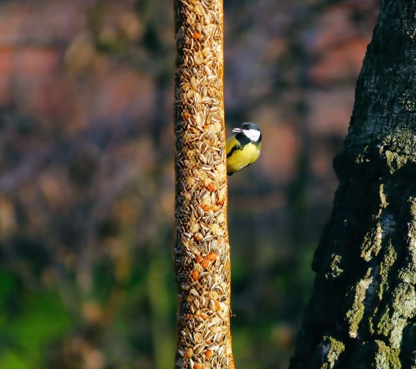 træ,natur,afdeling,vinter,fugl,Skov