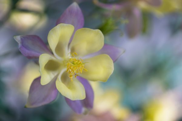 Natur, blühen, Bokeh, Pflanze, Weiß, Fotografie