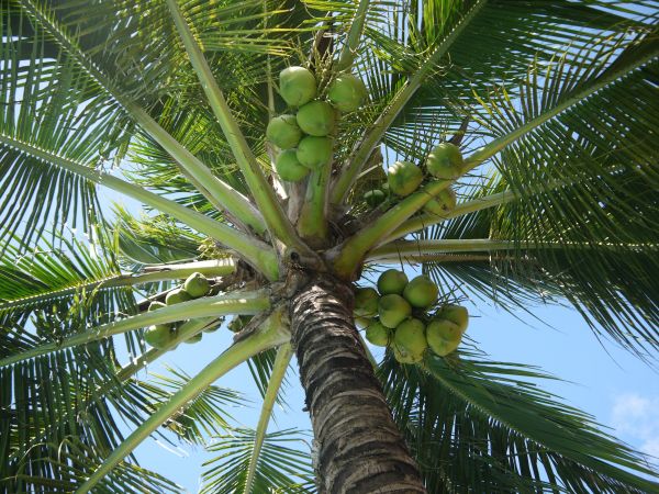 tree,branch,plant,fruit,food,green