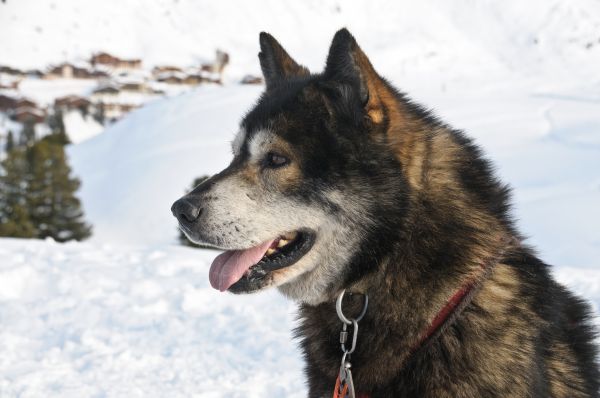 Schnee,Winter,Hund,Tier,Säugetier,Wirbeltier