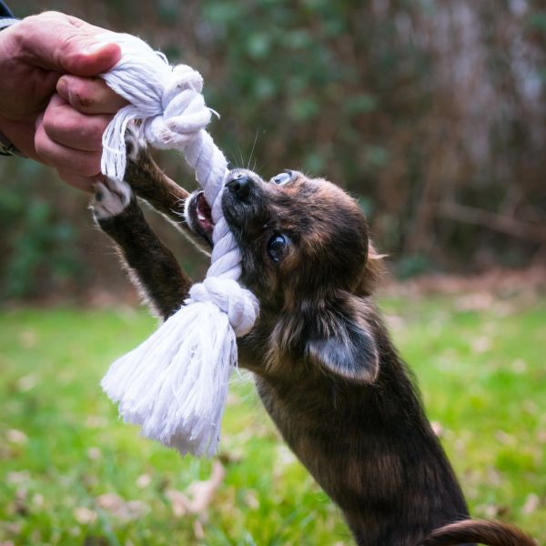 corda,Toque,cachorro,cachorro,fofa,animais selvagens