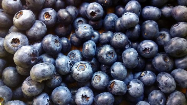 Pflanze, Frucht, Beere, Lebensmittel, produzieren, Blaubeere