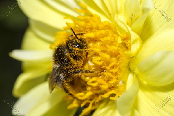 plante, fotografering, blomst, kronblad, pollen, insekt