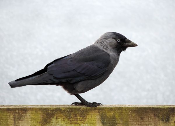 la nature, oiseau, aile, animal, faune, sauvage