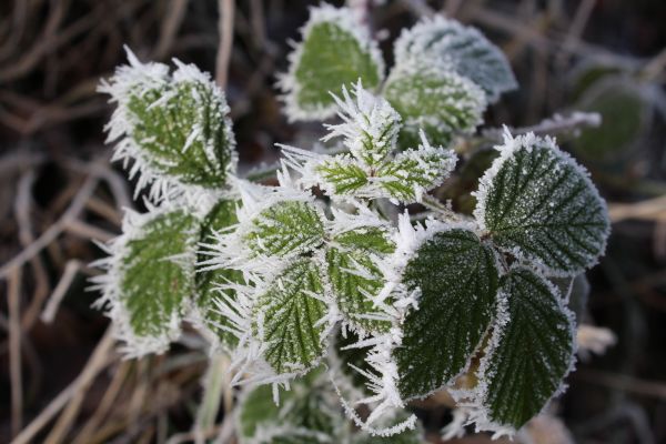 la nature,branche,plante,neige,du froid,hiver