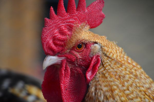 bird,flower,red,beak,chicken,livestock