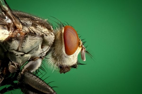 fotografia,mosca,flor,verde,inseto,Macro