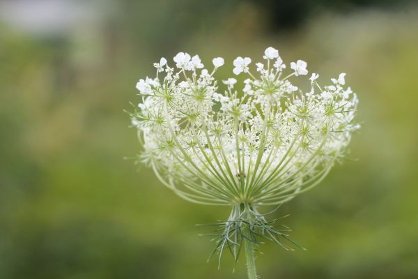 natur, græs, afdeling, blomst, plante, hvid