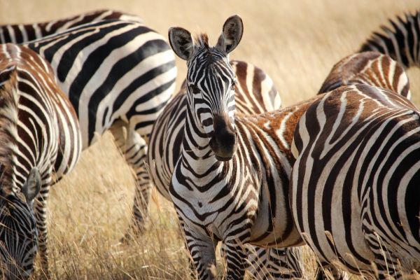 zviera, zver a rastlinstvo, cicavec, prúžok, fauna, savana