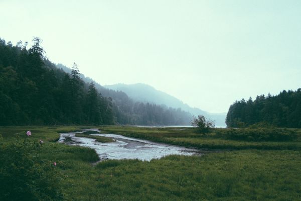 maisema,luonto,marsh,erämaa,kosteikko,suo