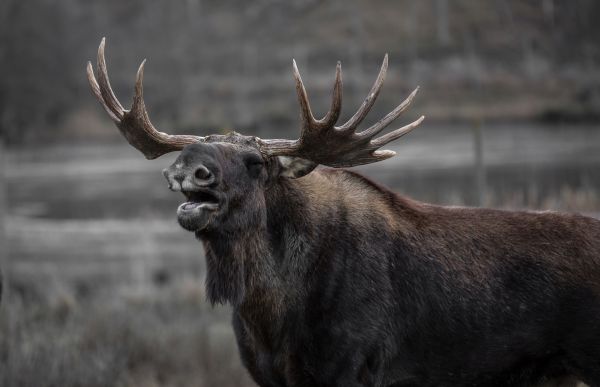 natura,cervo,corno,fauna,alce americano,Toro