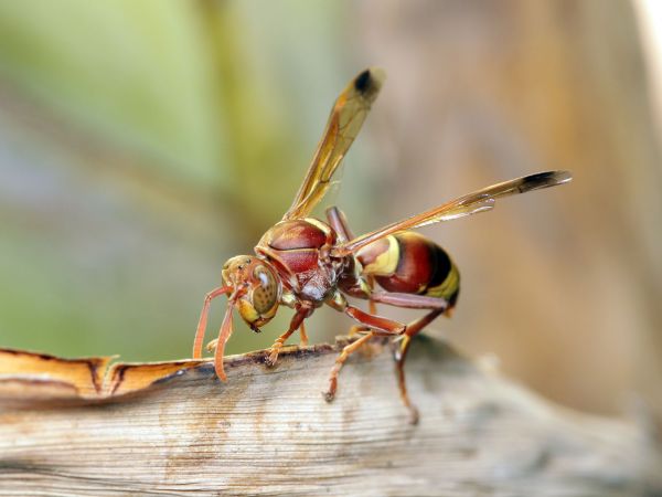 fotografi,serangga,fauna,invertebrata,merapatkan,capung