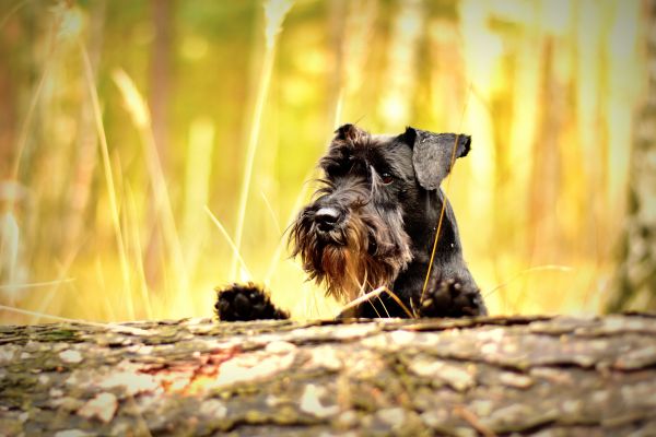 natur,hund,pattedyr,Skov,dyreliv,efterår