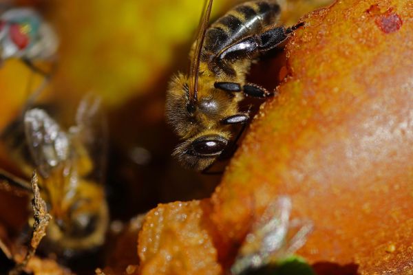 natur, fotografering, blad, blomst, Foto, pollen