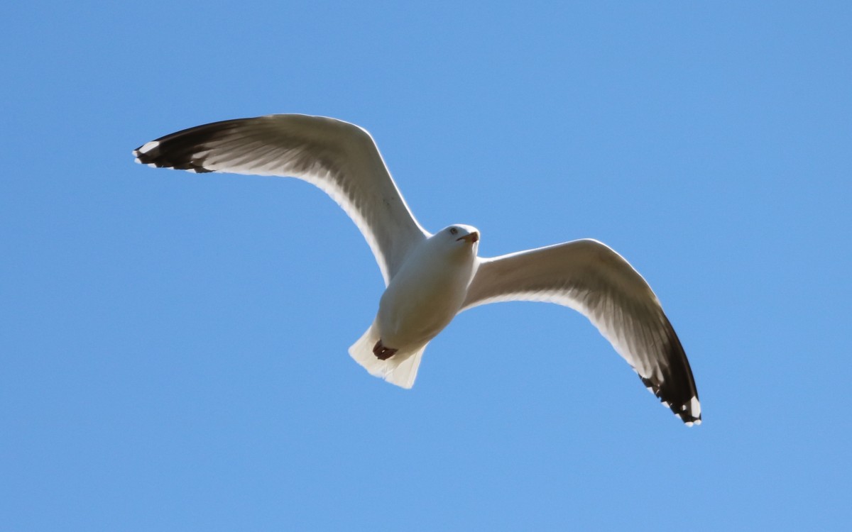 natura, uccello, ala, cielo, uccello marino, volante, volare, gabbiano, gabbiano, becco, volo, all'aperto, vertebrato, albatro, Gannet, in volo, Charadriiformes, Gabbiano di aringhe europeo