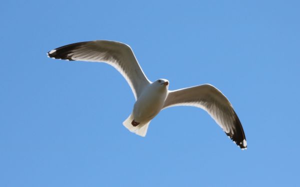 la nature, oiseau, aile, ciel, Oiseau de mer, en volant