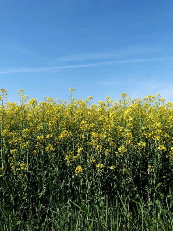 erba, fiorire, pianta, cielo, campo, prato