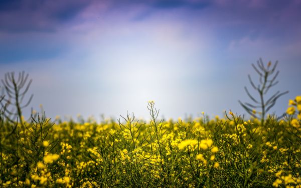 경치, 자연, 잔디, 수평선, 구름, 나무