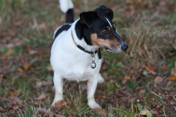 hund,pattedyr,virveldyr,hunderase,terrier,Parson Russell Terrier