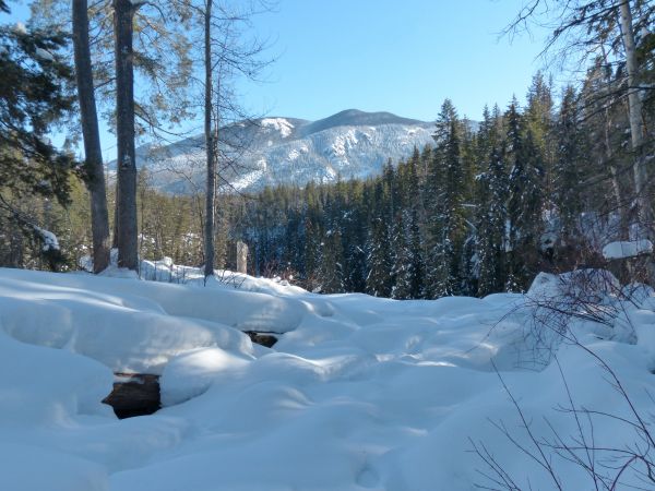 landscape, tree, nature, forest, mountain, snow