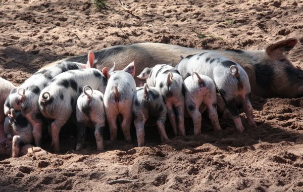 dzikiej przyrody,zwierzę domowe,stado,ssak,fauna,prosiątko