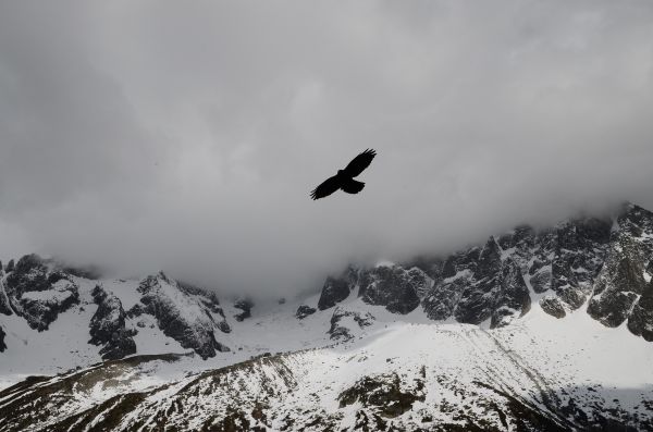 山, 雪, 冬季, 鸟, 景观, 户外