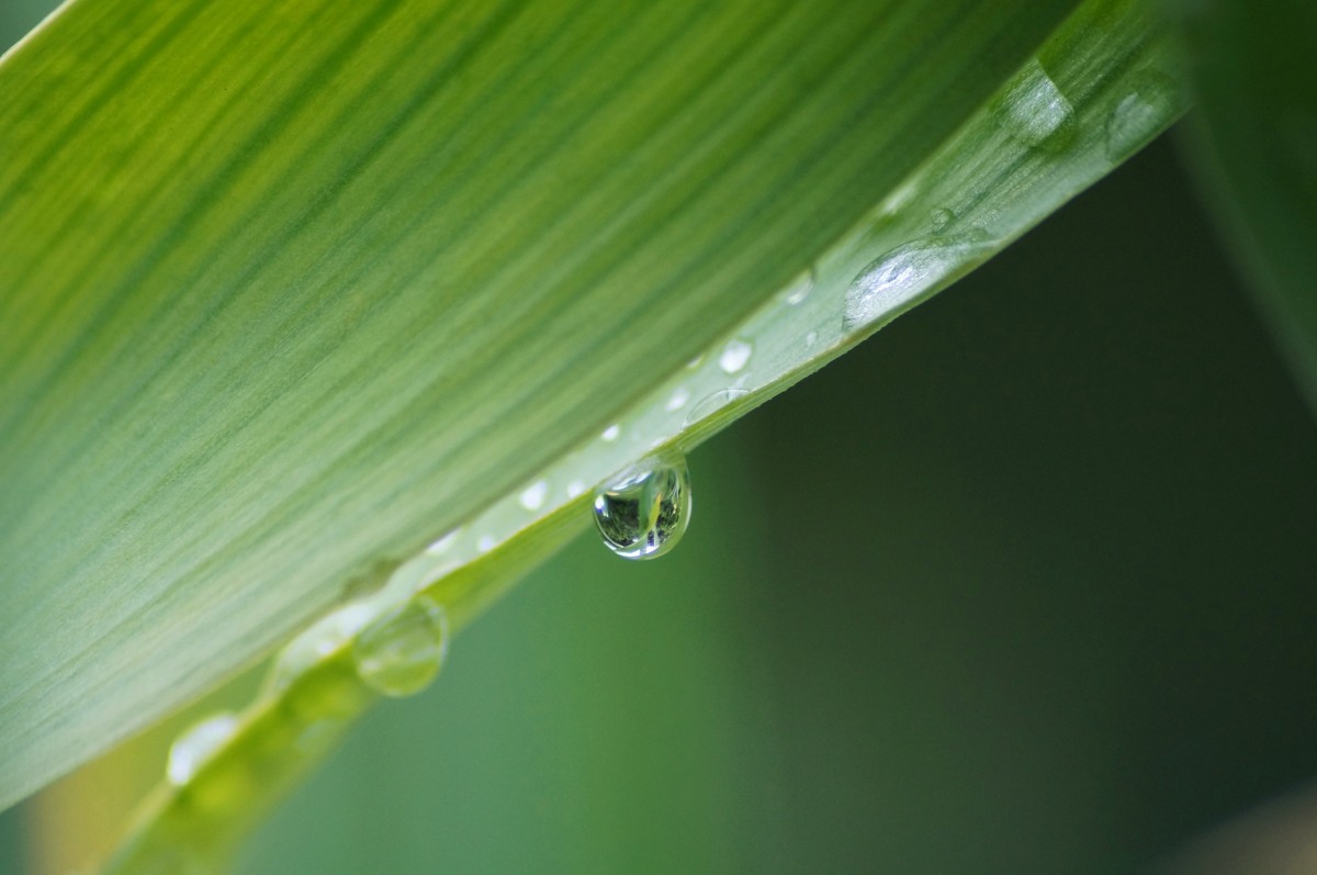 agua, naturaleza, césped, soltar, Rocío, planta, fotografía, luz de sol, hoja, flor, verde, amarillo, flora, Gota de lluvia, de cerca, humedad, Fotografía macro, Tallo de la planta