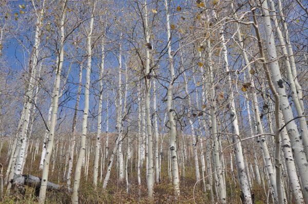 tree, nature, forest, branch, winter, plant