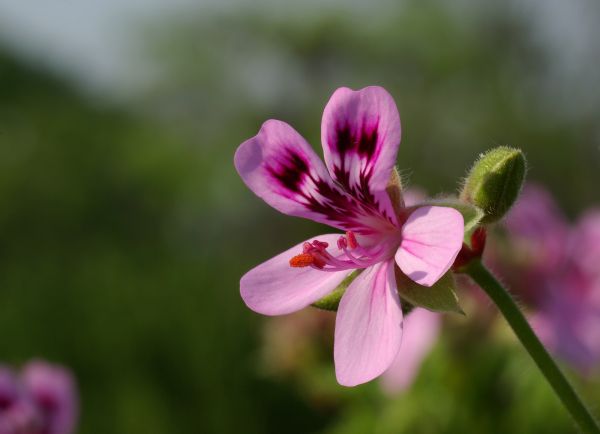 naturaleza,flor,planta,prado,flor,fotografía