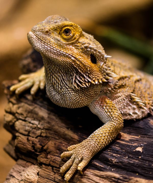 wildlife,reptile,watch,stone,dry,macro