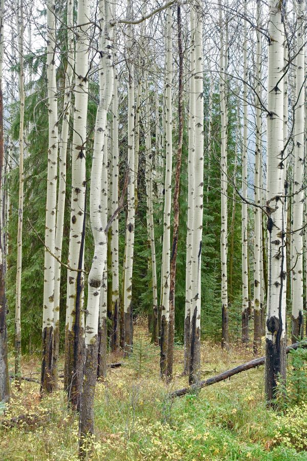 tree,forest,grass,plant,trunk,path