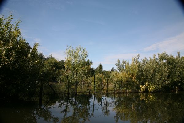 peyzaj,ağaç,Su,doğa,orman,bataklık