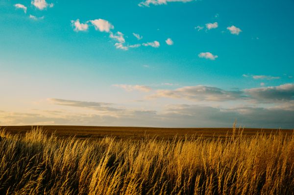 krajina, strom, príroda, tráva, vonkajšie, horizont