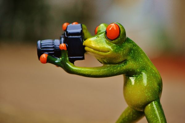 camera, photographer, green, frog, amphibian, animal