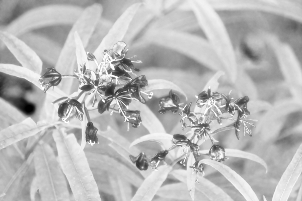 Schwarz und weiß,Weiß,Fotografie,Blume,Blütenblatt,Kanon