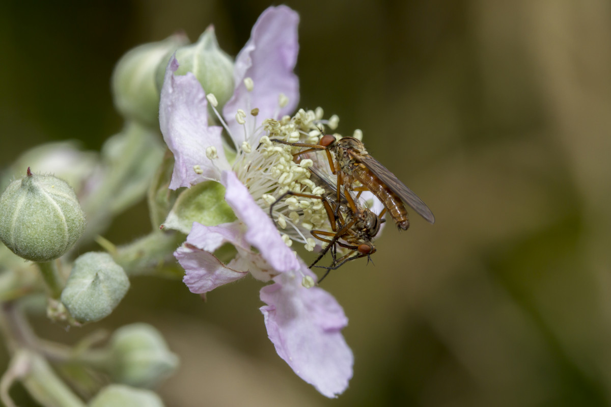 natur, gren, blomstre, anlegg, fotografering, blomst, petal, fly, pollen, insekt, canon, botanikk, flora, fauna, virvelløse, Wildflower, nærbilde, uk, Bie, insekter, 7d, bramble, nektar, heia, Peterborough, daggerflies, makrofotografering, arthropod, honningbie, membran bevinget insekt