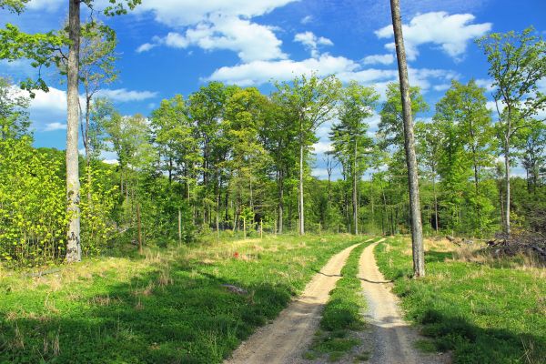 arbre,forêt,herbe,plante,route,ciel